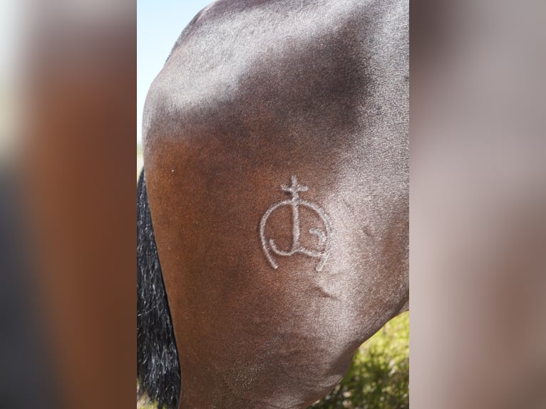 Andalusier Stute 7 Jahre 152 cm Rappe in Corona