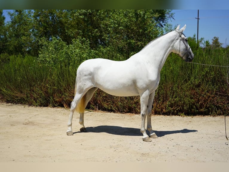 Andalusier Stute 7 Jahre 152 cm White in Corona, CA