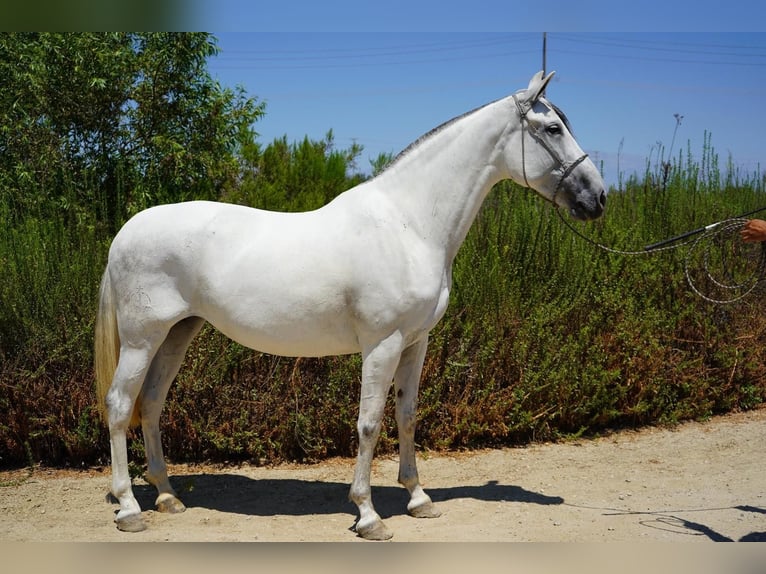 Andalusier Stute 7 Jahre 152 cm White in Corona, CA