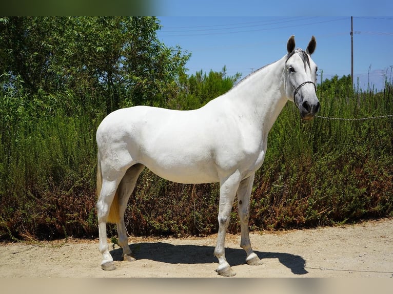 Andalusier Stute 7 Jahre 152 cm White in Corona, CA