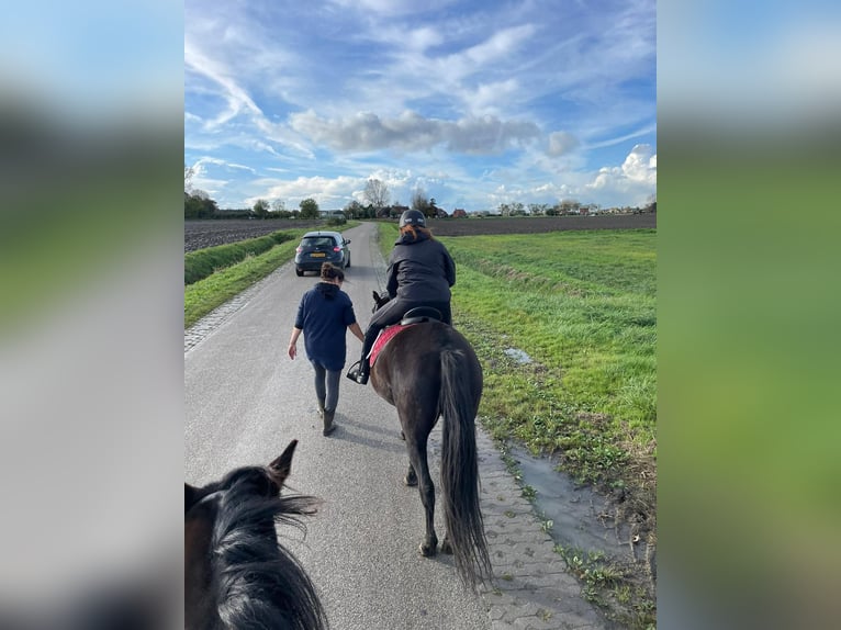 Andalusier Stute 7 Jahre 153 cm Rappe in Groede