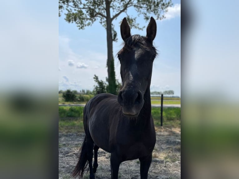 Andalusier Stute 7 Jahre 153 cm Rappe in Groede