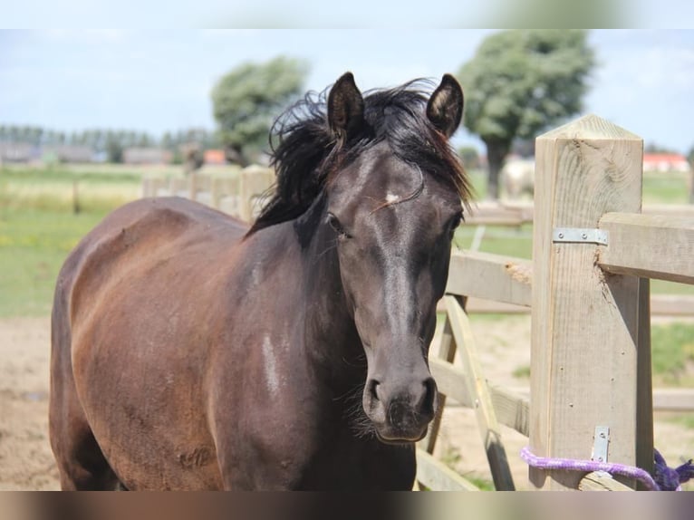 Andalusier Stute 7 Jahre 153 cm Rappe in Groede