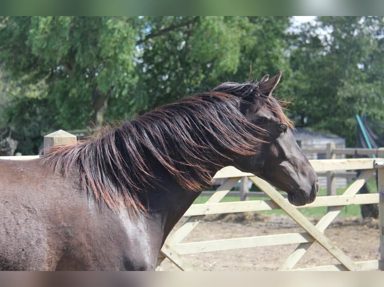Andalusier Stute 7 Jahre 153 cm Rappe in Groede