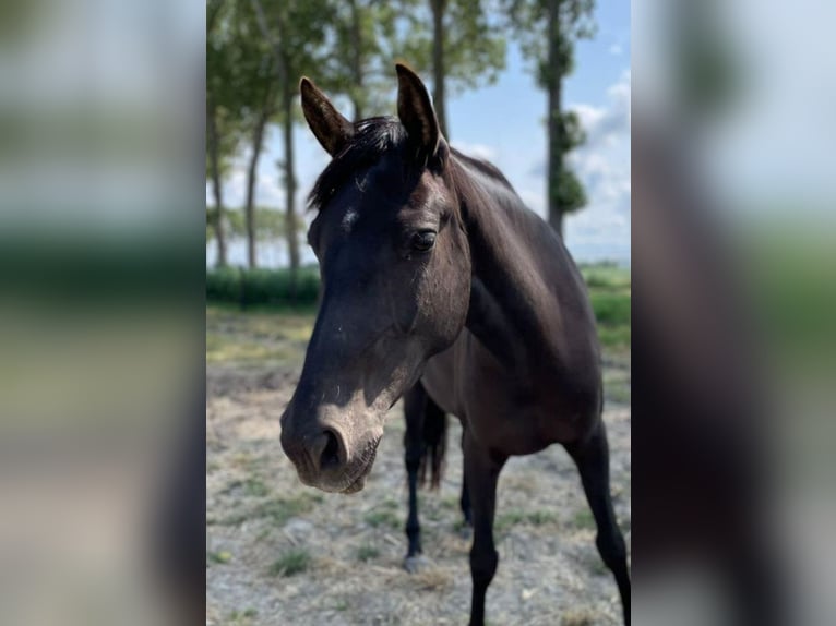 Andalusier Stute 7 Jahre 153 cm Rappe in Groede