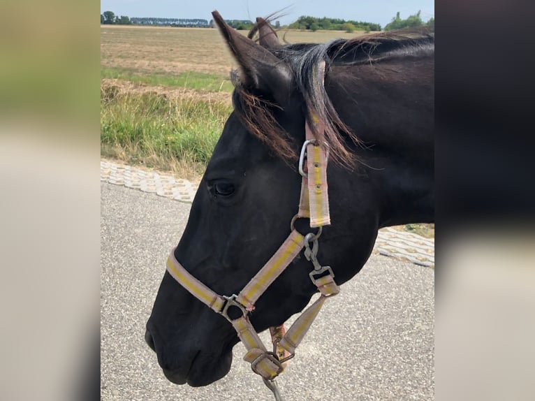 Andalusier Stute 7 Jahre 153 cm Rappe in Groede