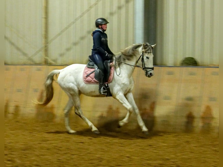 Andalusier Stute 7 Jahre 153 cm Schimmel in Neustadt (Wied)