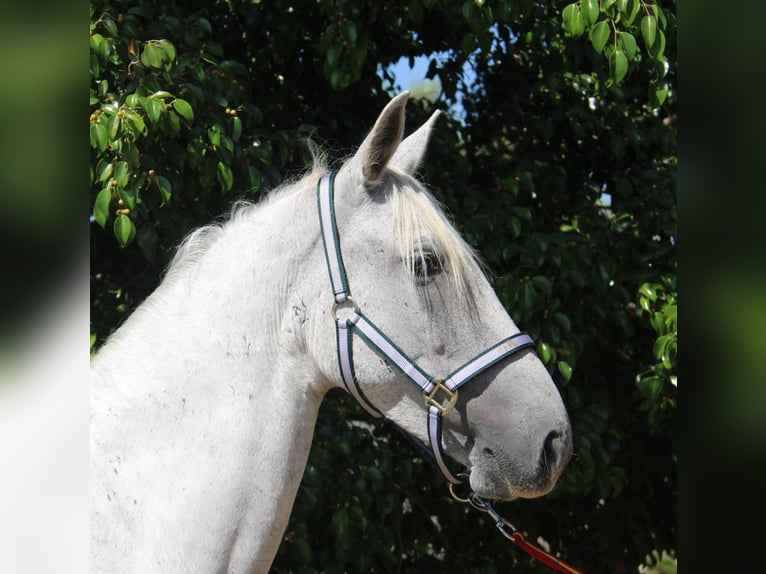 Andalusier Stute 7 Jahre 153 cm Schimmel in Vejer de la Frontera