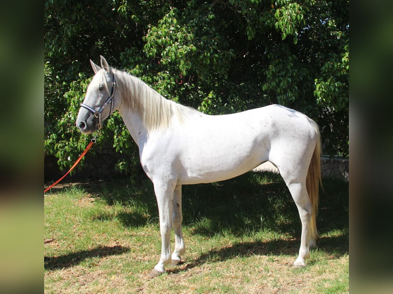 Andalusier Stute 7 Jahre 153 cm Schimmel in Vejer de la Frontera