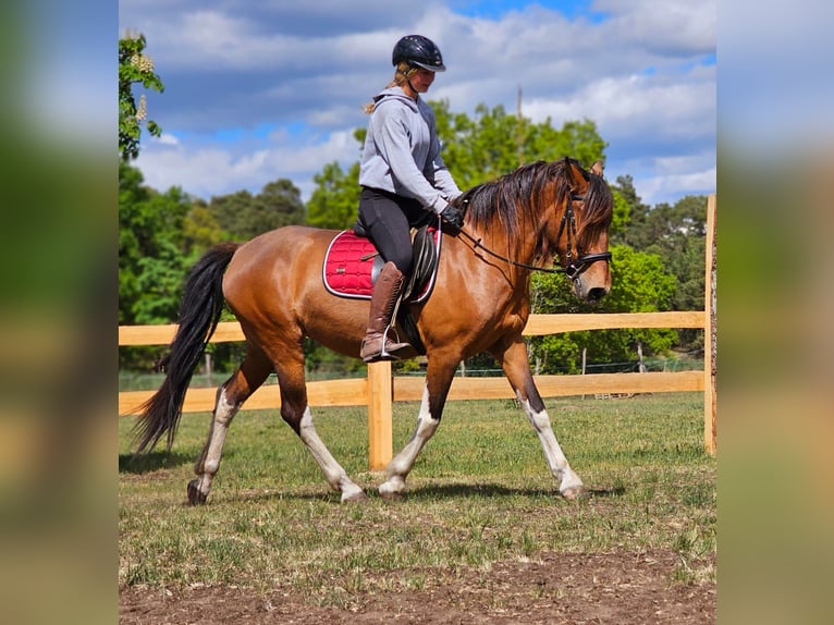 Andalusier Mix Stute 7 Jahre 155 cm Brauner in Thyrow