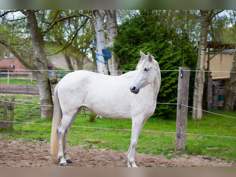 Andalusier Stute 7 Jahre 155 cm Schimmel in Hagermarsch