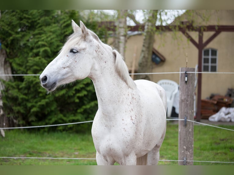 Andalusier Stute 7 Jahre 155 cm Schimmel in Heiden