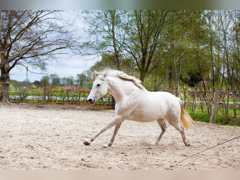 Andalusier Stute 7 Jahre 155 cm Schimmel in Leezdorf