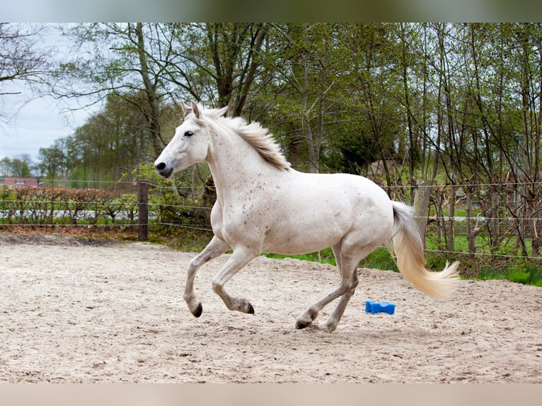 Andalusier Stute 7 Jahre 155 cm Schimmel in Leezdorf