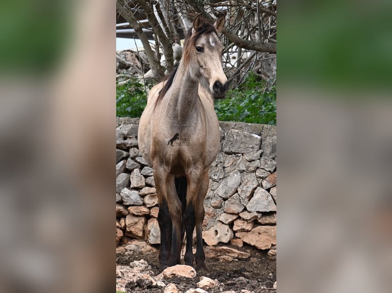 Andalusier Stute 7 Jahre 156 cm Falbe in Mallorca