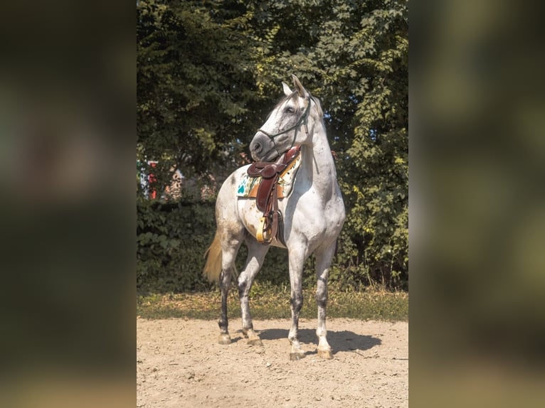 Andalusier Mix Stute 7 Jahre 156 cm Schimmel in Gangelt