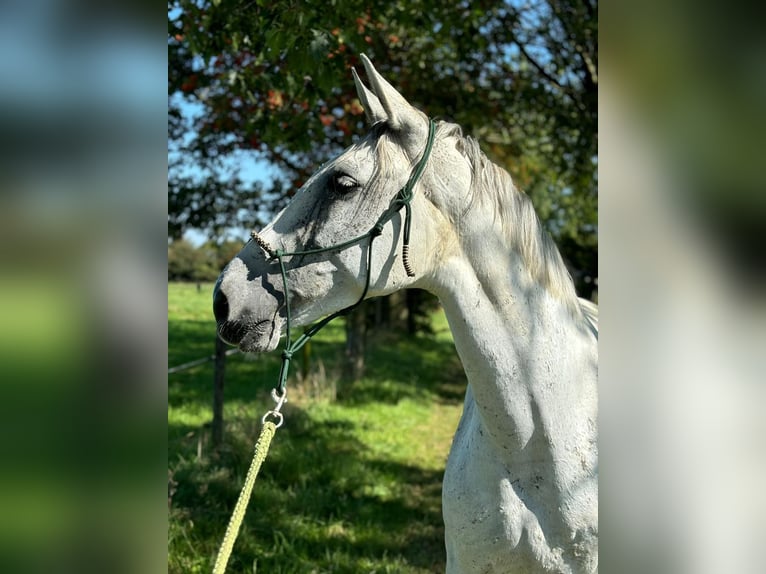 Andalusier Mix Stute 7 Jahre 156 cm Schimmel in Gangelt