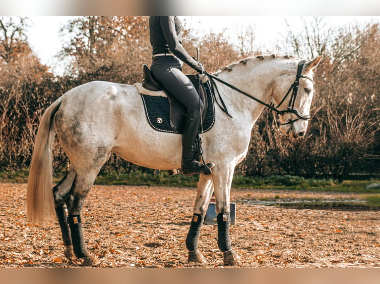 Andalusier Mix Stute 7 Jahre 156 cm Schimmel in Gangelt