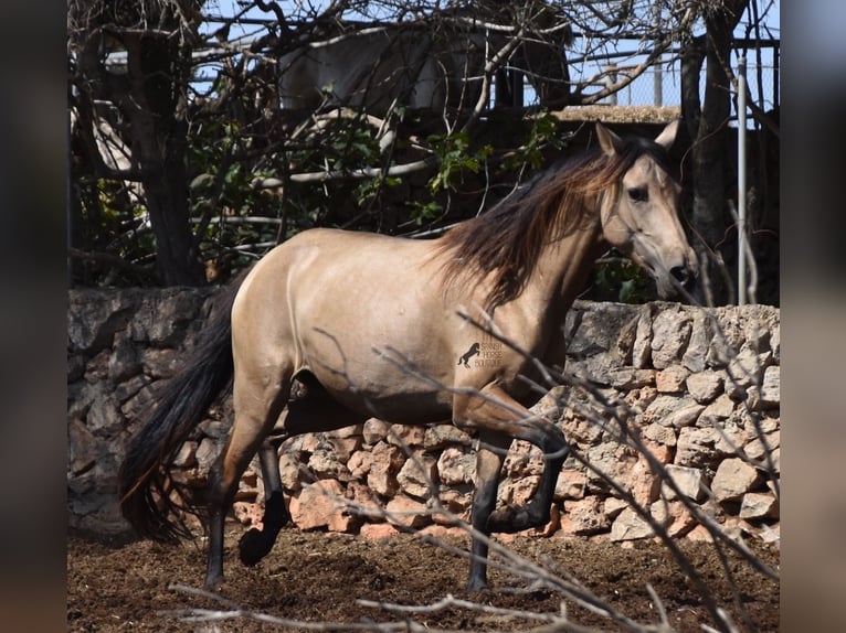 Andalusier Stute 7 Jahre 157 cm Falbe in Mallorca