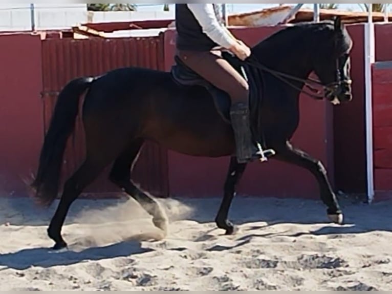 Andalusier Stute 7 Jahre 157 cm Rappe in Alicante/Alacant