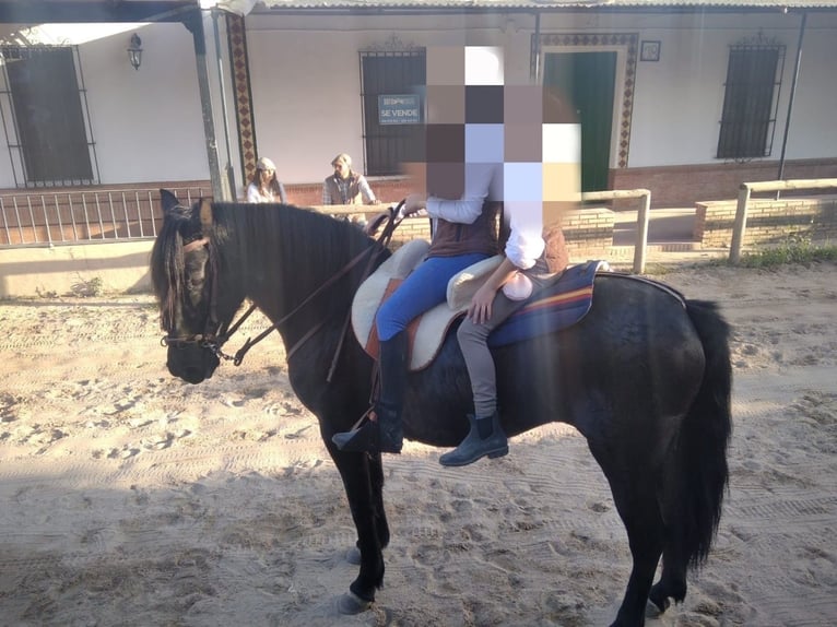Andalusier Stute 7 Jahre 157 cm Rappe in Alicante/Alacant