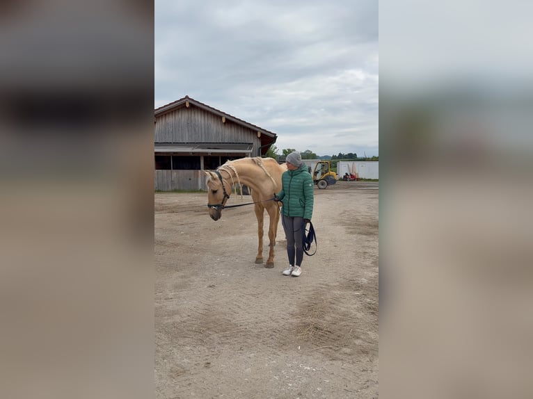Andalusier Stute 7 Jahre 158 cm Palomino in Strasswalchen