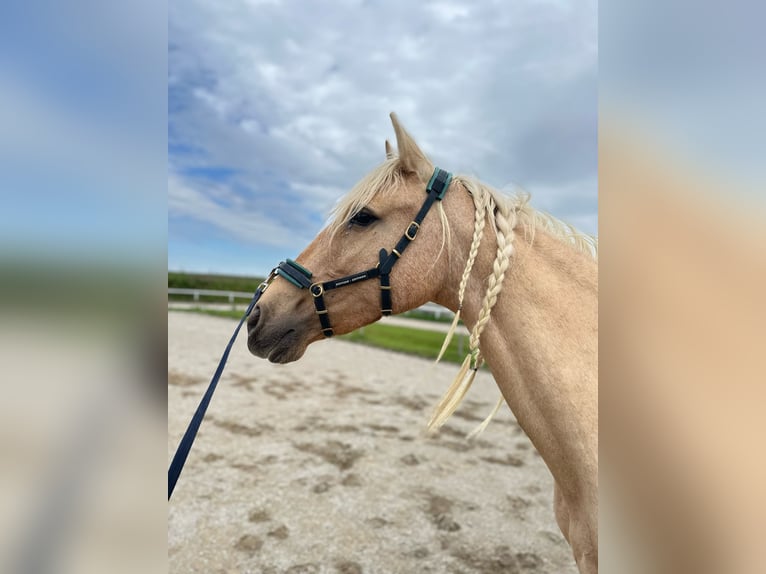 Andalusier Stute 7 Jahre 158 cm Palomino in Strasswalchen