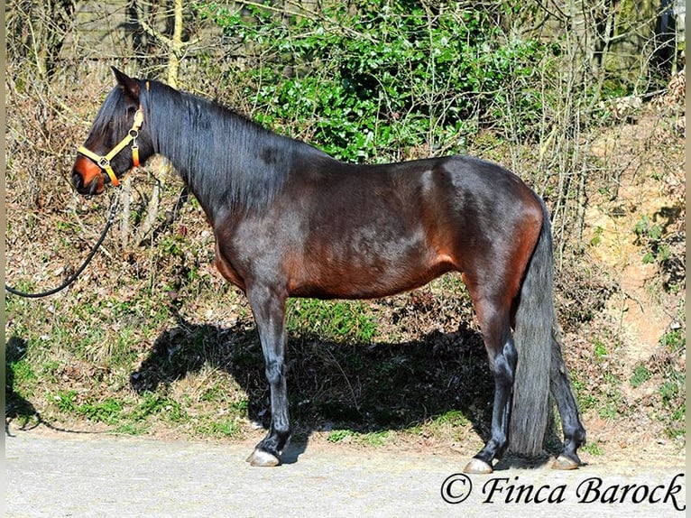 Andalusier Stute 7 Jahre 159 cm Schwarzbrauner in Wiebelsheim