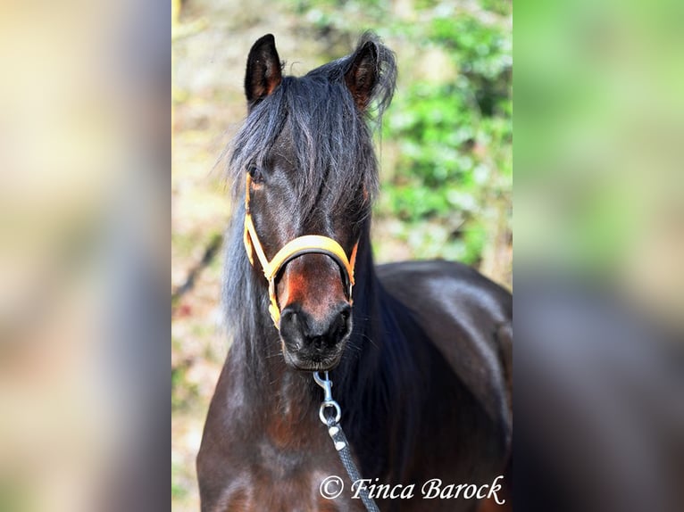 Andalusier Stute 7 Jahre 159 cm Schwarzbrauner in Wiebelsheim
