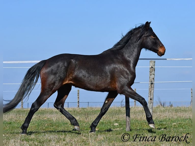 Andalusier Stute 7 Jahre 159 cm Schwarzbrauner in Wiebelsheim