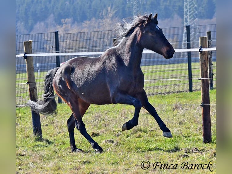 Andalusier Stute 7 Jahre 159 cm Schwarzbrauner in Wiebelsheim