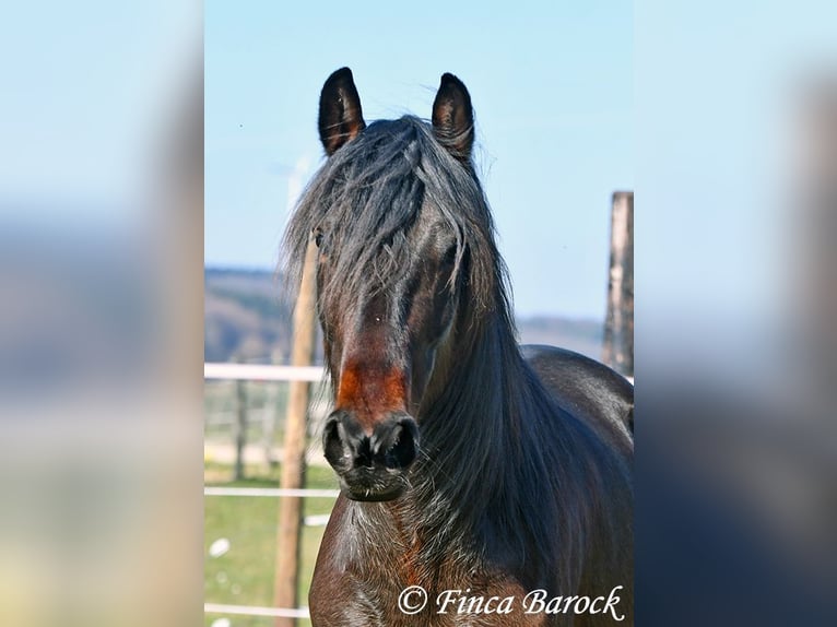 Andalusier Stute 7 Jahre 159 cm Schwarzbrauner in Wiebelsheim