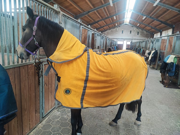 Andalusier Stute 7 Jahre 160 cm Falbe in Taufkirchen