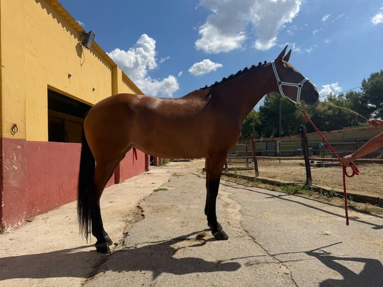 Andalusier Stute 7 Jahre 164 cm Brauner in Terrassa