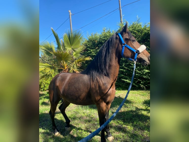 Andalusier Stute 7 Jahre 165 cm Brauner in Solarino