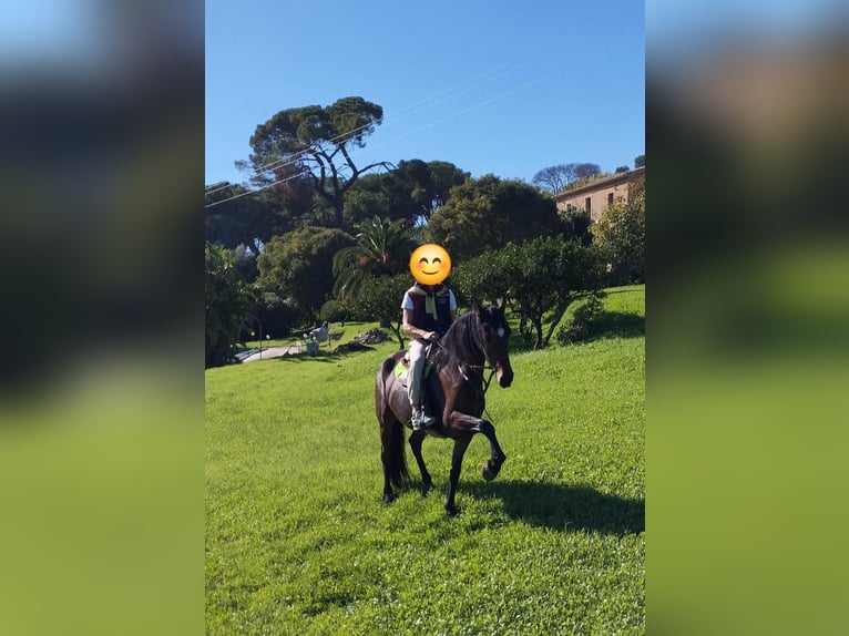 Andalusier Stute 7 Jahre 165 cm Brauner in Solarino