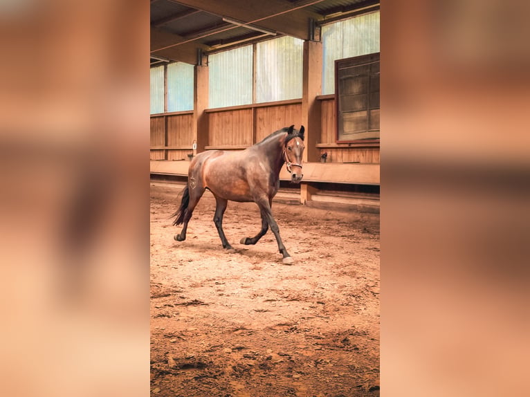 Andalusier Stute 7 Jahre 165 cm  in Nauen