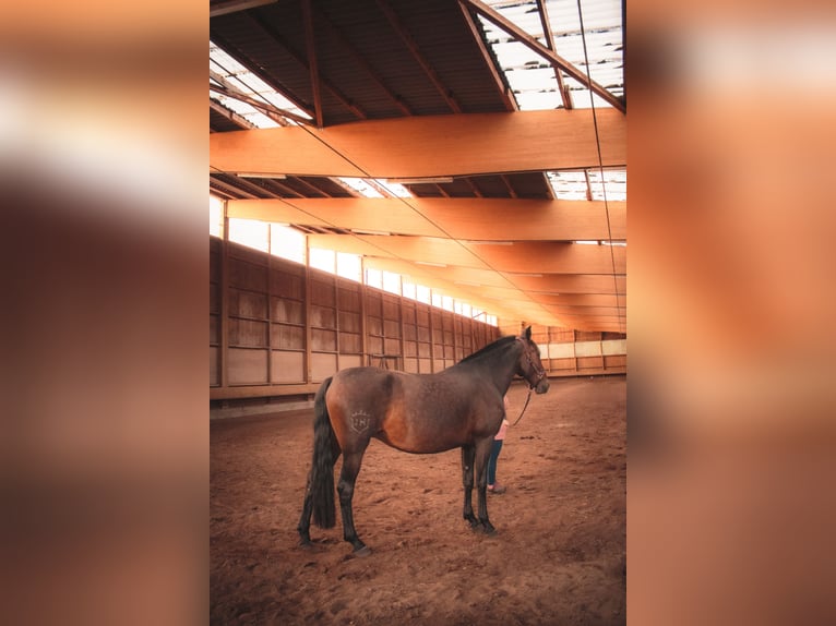 Andalusier Stute 7 Jahre 165 cm  in Nauen