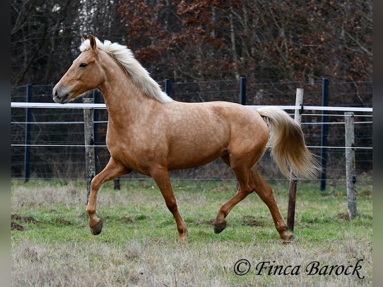 Andalusier Stute 7 Jahre 165 cm Palomino in Wiebelsheim