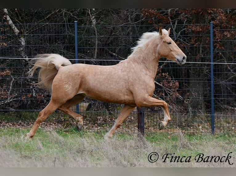 Andalusier Stute 7 Jahre 165 cm Palomino in Wiebelsheim