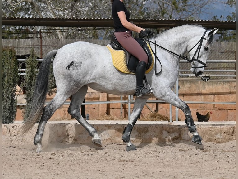 Andalusier Stute 7 Jahre 165 cm Schimmel in Mallorca