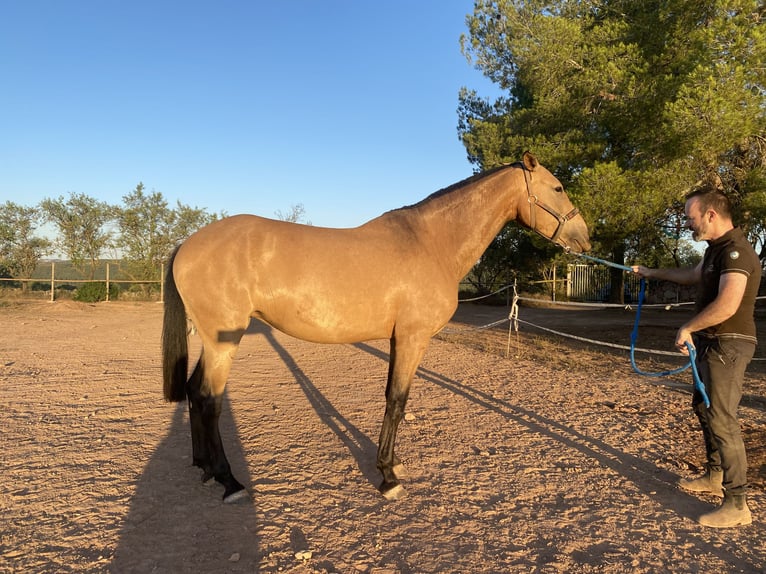 Andalusier Stute 7 Jahre 169 cm Falbe in Copons