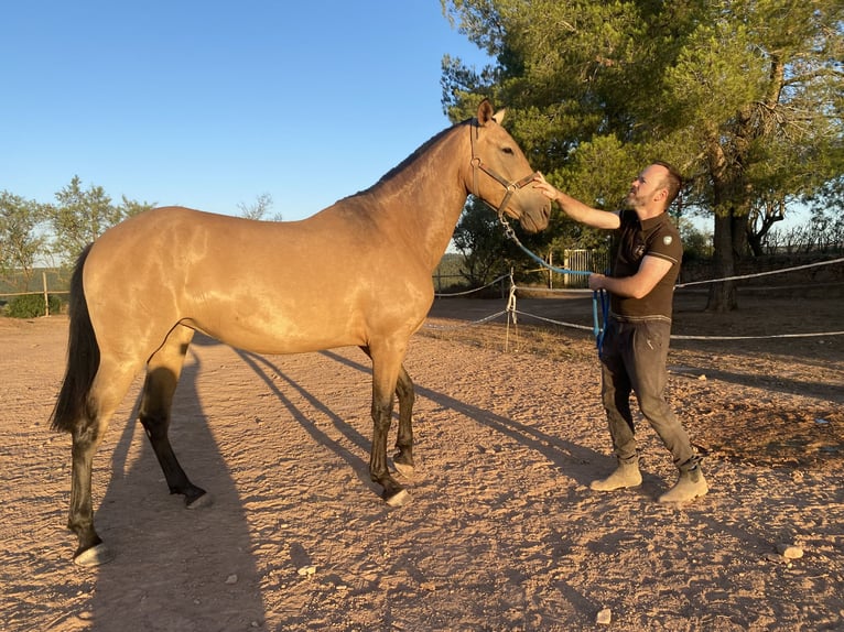 Andalusier Stute 7 Jahre 169 cm Falbe in Copons