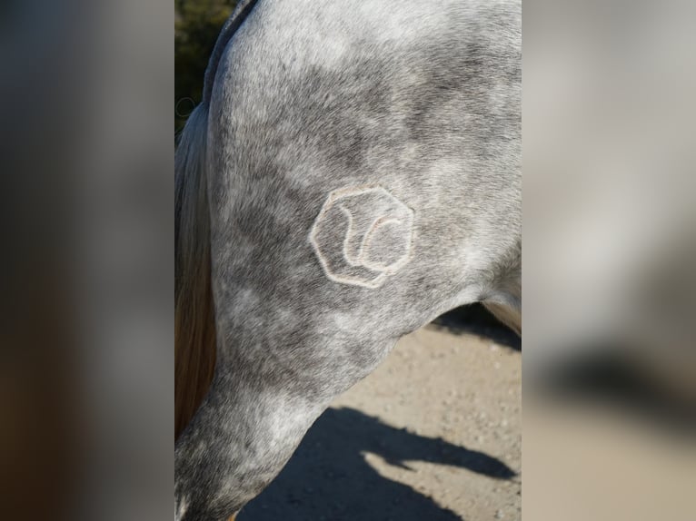 Andalusier Stute 7 Jahre Schimmel in Corona, CA