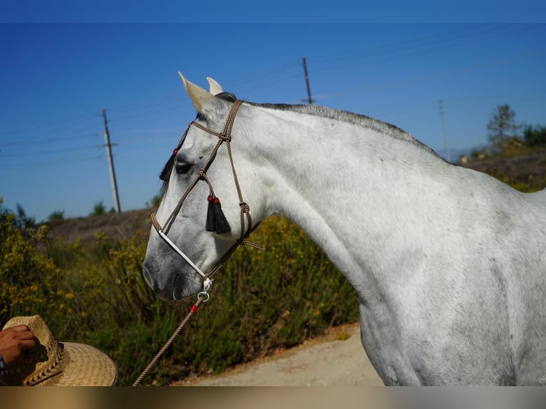 Andalusier Stute 7 Jahre Schimmel in Corona, CA