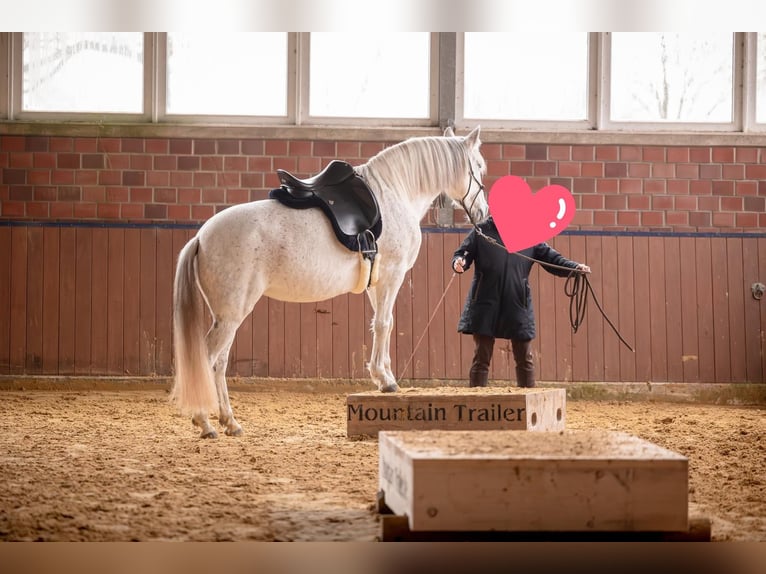 Andalusier Stute 8 Jahre 155 cm Schimmel in Heiden