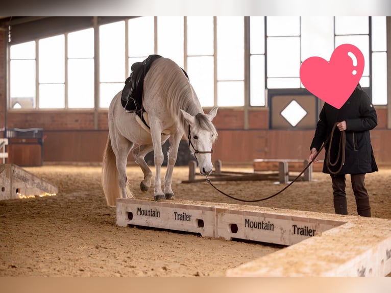 Andalusier Stute 8 Jahre 155 cm Schimmel in Heiden