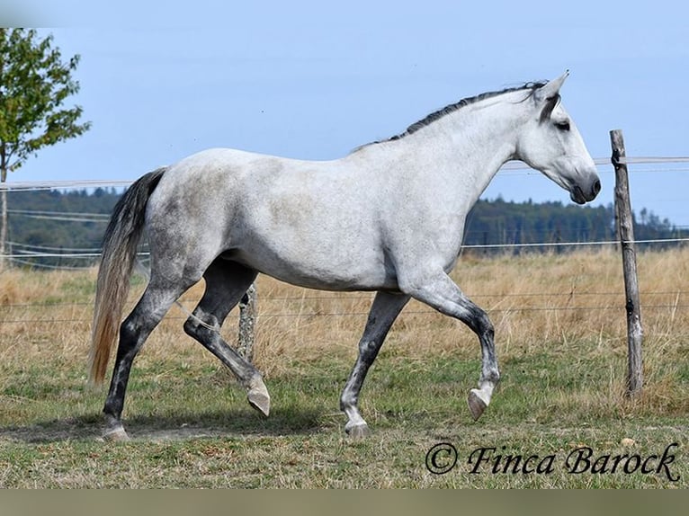 Andalusier Stute 8 Jahre 156 cm Schimmel in Wiebelsheim
