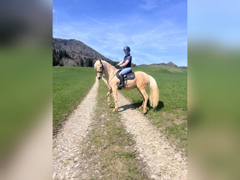 Andalusier Stute 8 Jahre 157 cm Palomino in Koppl