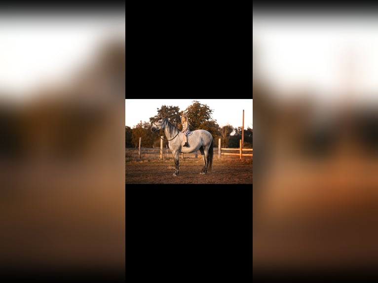 Andalusier Mix Stute 8 Jahre 158 cm Schimmel in Thyrow